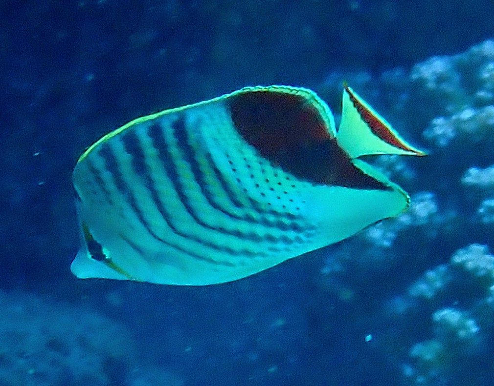 Click to View Crown Butterflyfish<br><span style='font-size:12px'><i>Dave & Rose</i></span>