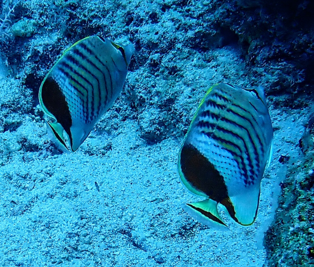 Click to View Crown Butterflyfish<br><span style='font-size:12px'><i>Dave & Rose</i></span>