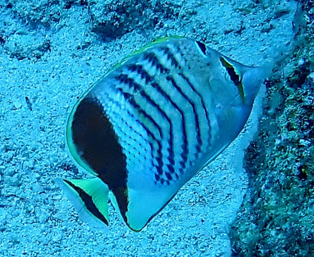 Click to View Crown Butterflyfish<br><span style='font-size:12px'><i>Dave & Rose</i></span>