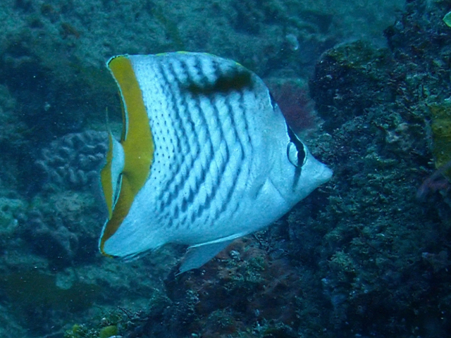 Click to View Crown Butterflyfish<br><span style='font-size:12px'><i>Dave & Rose</i></span>