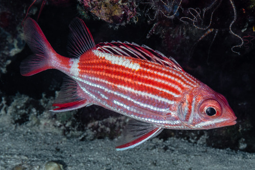 Click to View Crown Squirrelfish<br><span style='font-size:12px'><i>iNaturalist</i></span>