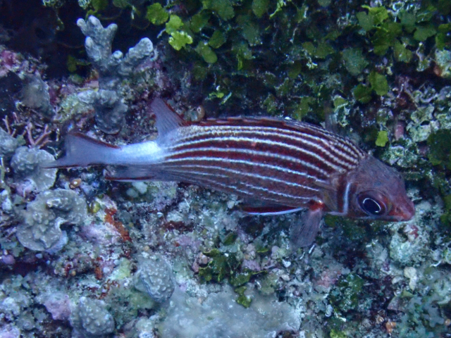 Click to View Crown Squirrelfish<br><span style='font-size:12px'><i>Dave & Rose</i></span>