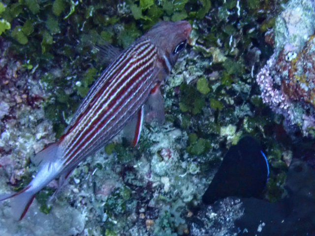 Click to View Crown Squirrelfish<br><span style='font-size:12px'><i>Dave & Rose</i></span>