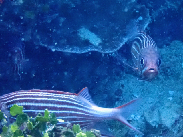 Click to View Crown Squirrelfish<br><span style='font-size:12px'><i>Dave & Rose</i></span>