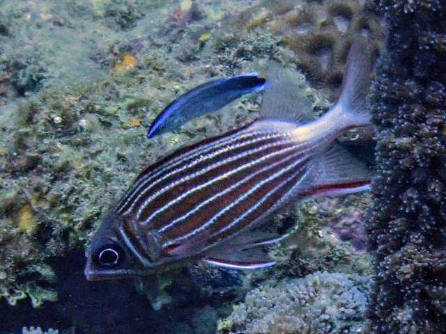 Click to View Crown Squirrelfish<br><span style='font-size:12px'><i>Dave & Rose</i></span>