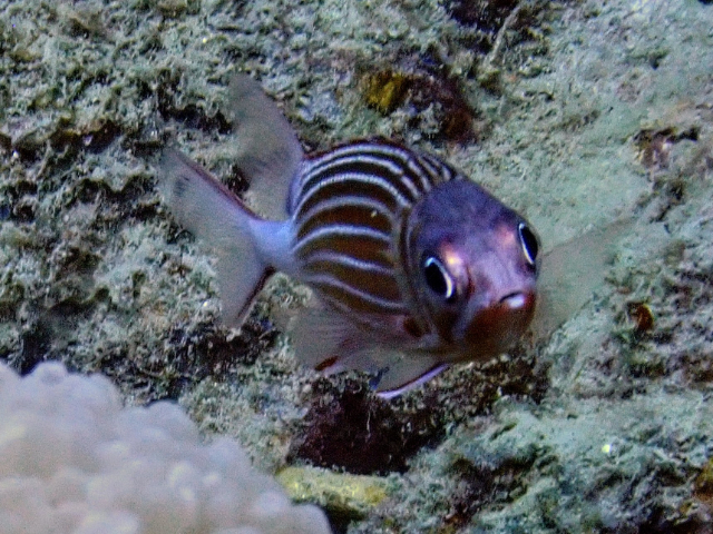 Click to View Crown Squirrelfish<br><span style='font-size:12px'><i>Dave & Rose</i></span>