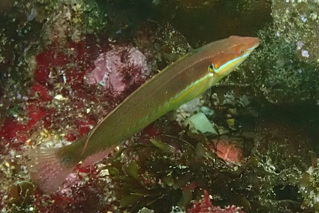 Click to View Cutribbon Wrasse<br><span style='font-size:12px'><i>Dave & Rose</i></span>