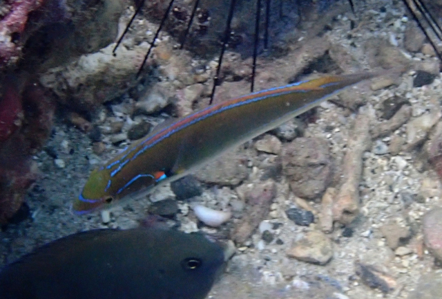 Click to View Cutribbon Wrasse<br><span style='font-size:12px'><i>Dave & Rose</i></span>