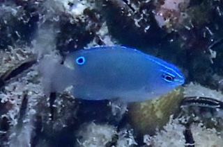 Click to View Wedgespot Damsel Juvenile<br><span style='font-size:12px'><i>Dave & Rose</i></span>