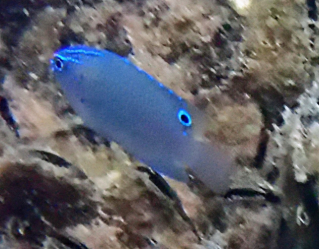 Click to View Wedgespot Damsel<br><span style='font-size:12px'><i>Dave & Rose</i></span>