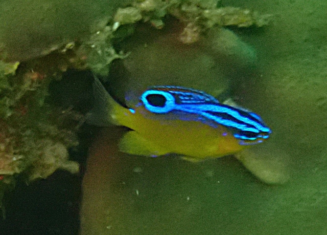 Click to View Dark Damsel<br><span style='font-size:12px'><i>Dave & Rose</i></span>