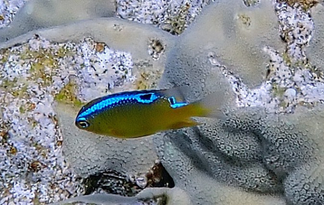 Click to View Dark Damsel - juvenile<br><span style='font-size:12px'><i>Dave & Rose</i></span>