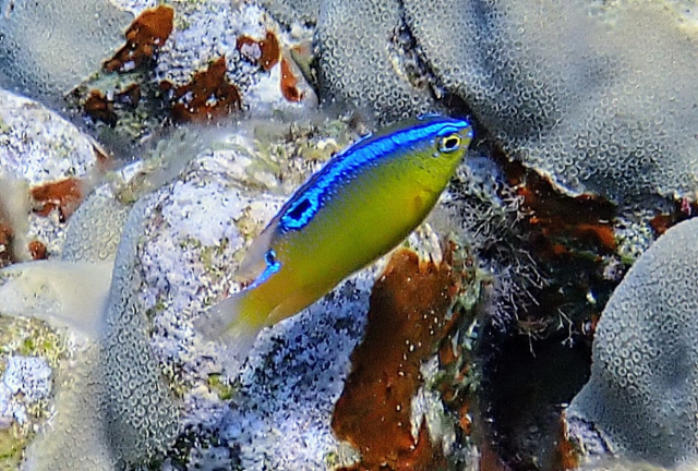 Click to View Dark Damsel - juvenile<br><span style='font-size:12px'><i>Dave & Rose</i></span>