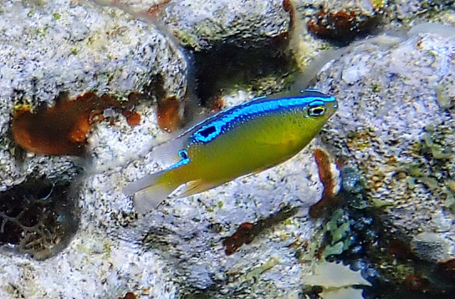 Click to View Dark Damsel - juvenile<br><span style='font-size:12px'><i>Dave & Rose</i></span>