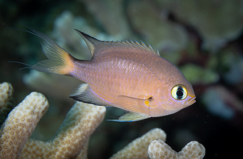 Click to View Darkfin Chromis<br><span style='font-size:12px'><i>iNaturalist</i></span>