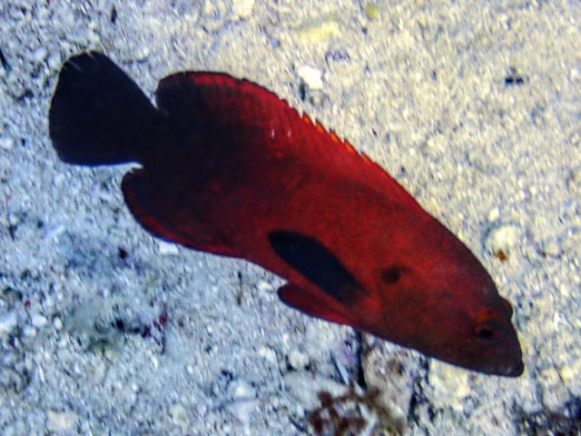 Click to View Darkfin Hind<br><span style='font-size:12px'><i>Dave & Rose</i></span>