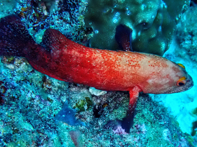 Click to View Darkfin Hind<br><span style='font-size:12px'><i>Dave & Rose</i></span>