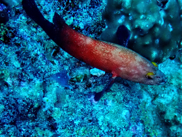 Click to View Darkfin Hind<br><span style='font-size:12px'><i>Dave & Rose</i></span>