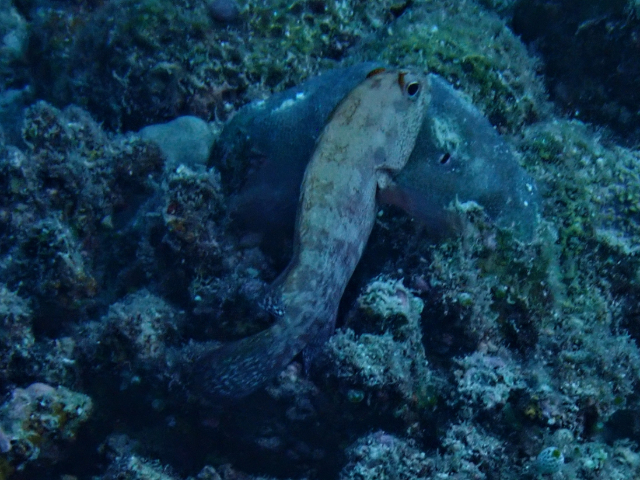 Click to View Darkfin Hind<br><span style='font-size:12px'><i>Dave & Rose</i></span>