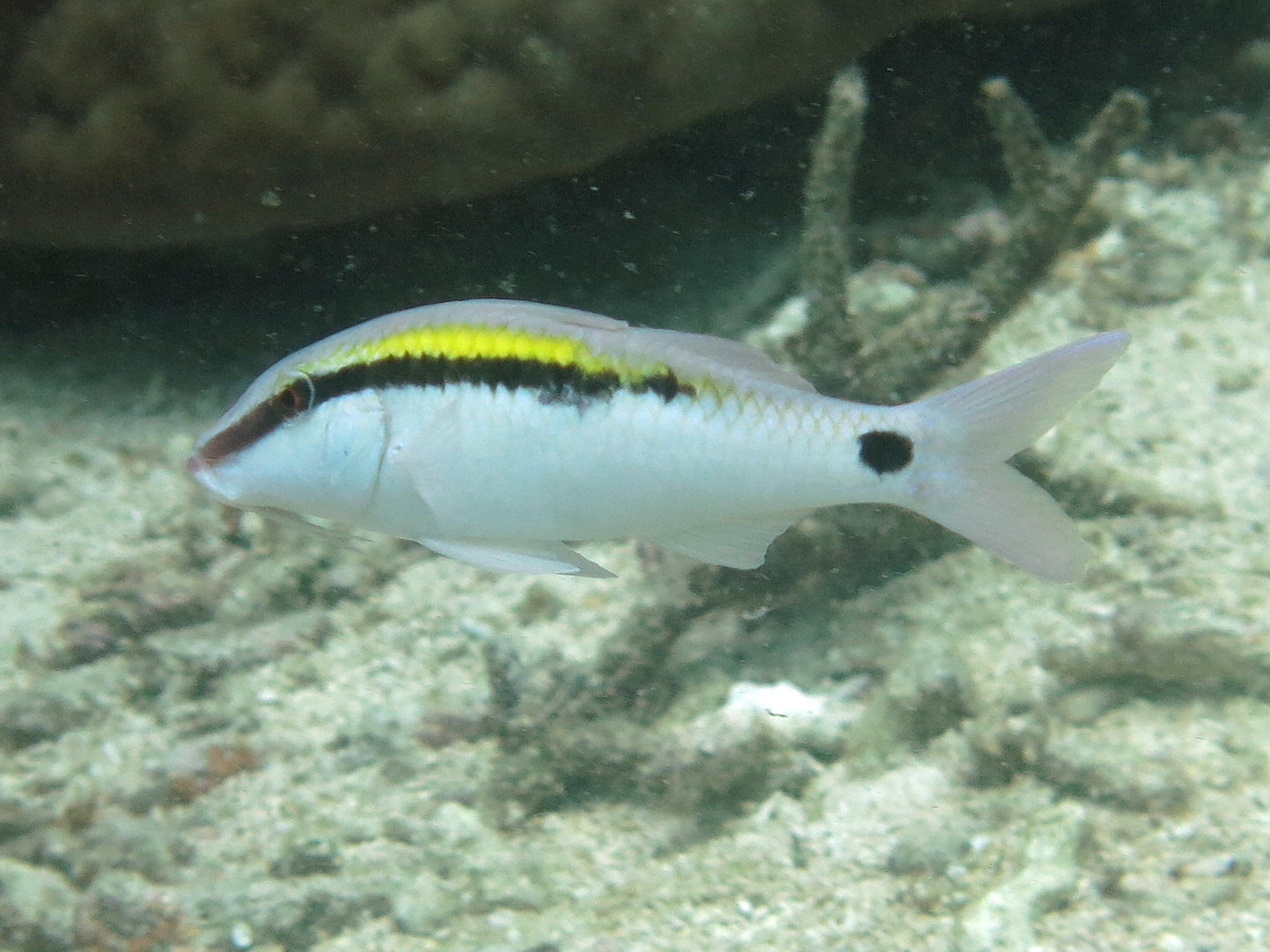 Click to View Dash and Dot Goatfish<br><span style='font-size:12px'><i>Fishbase</i></span>