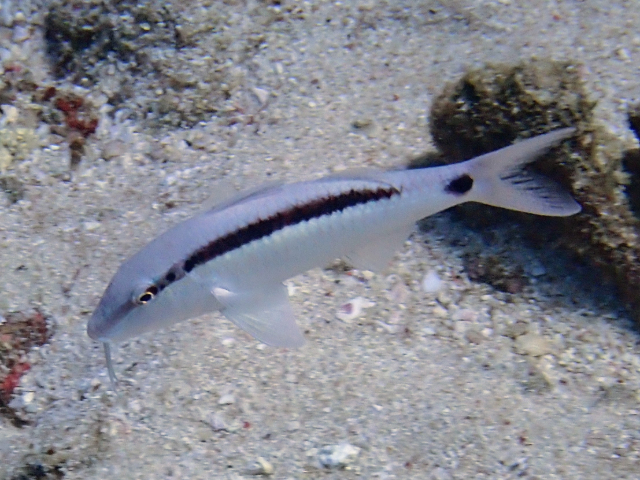 Click to View Dash and Dot Goatfish<br><span style='font-size:12px'><i>Dave & Rose</i></span>