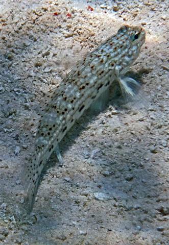 Click to View Decorated Goby<br><span style='font-size:12px'><i>Fishbase</i></span>