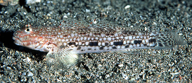 Click to View Decorated Goby<br><span style='font-size:12px'><i>Fishbase</i></span>