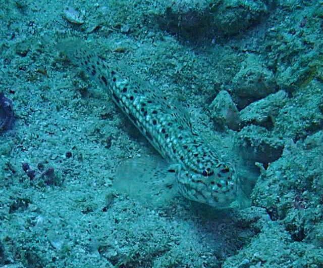 Click to View Decorated Goby<br><span style='font-size:12px'><i>Dave & Rose</i></span>