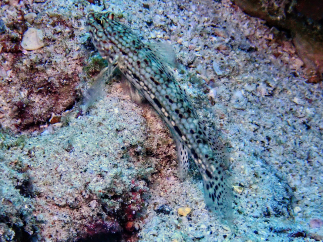 Decorated Goby<br><span style='font-size:12px'><i>Dave & Rose</i>&nbsp&nbspOman&nbsp&nbsp29th Dec 2024</span>