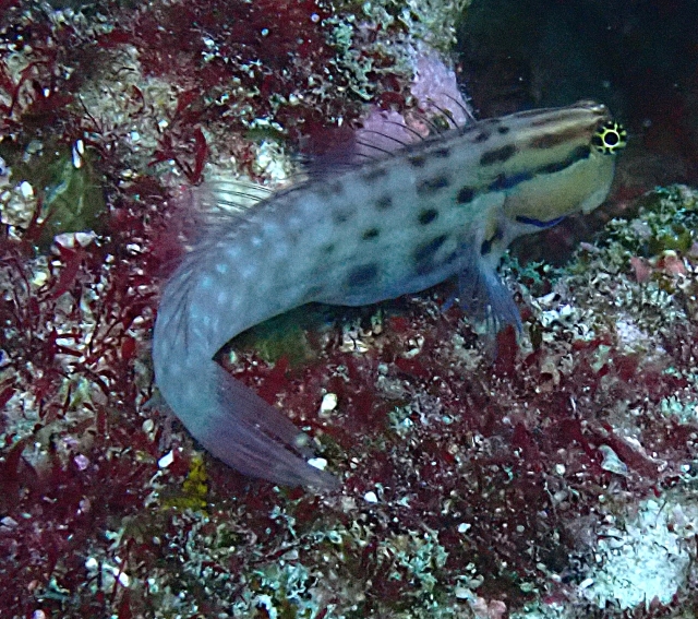 Click to View Dentex Blenny<br><span style='font-size:12px'><i>Dave & Rose</i></span>