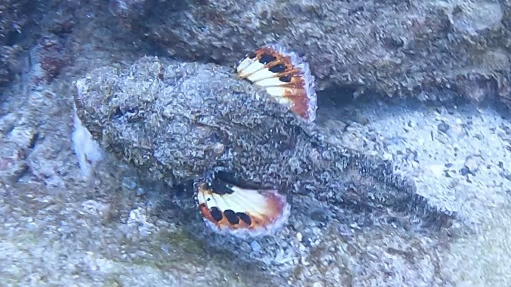 Click to View Devil Scorpionfish<br><span style='font-size:12px'><i>iNaturalist</i></span>