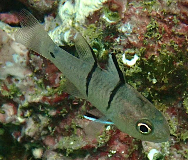 Click to View Dhofar Cardinalfish<br><span style='font-size:12px'><i>Dave & Rose</i></span>