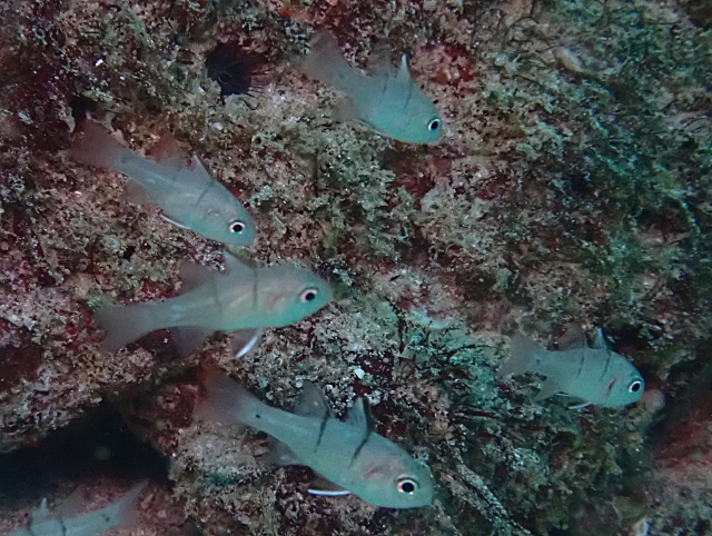 Click to View Dhofar Cardinalfish<br><span style='font-size:12px'><i>Dave & Rose</i></span>