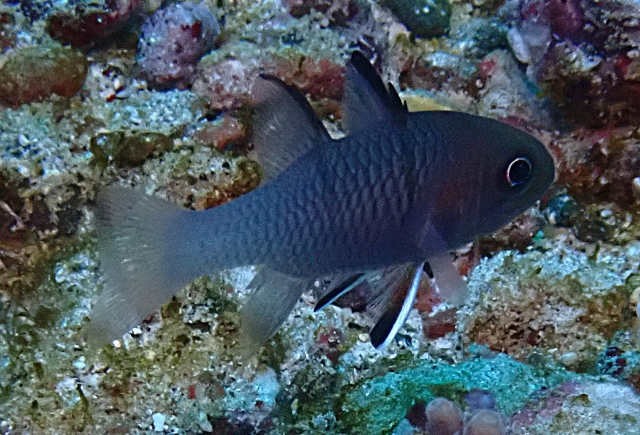 Click to View Dhofar Cardinalfish<br><span style='font-size:12px'><i>Dave & Rose</i></span>