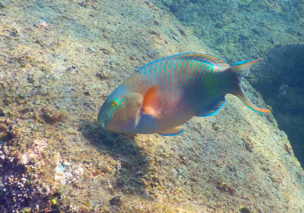 Click to View Dhofar Parrotfish<br><span style='font-size:12px'><i>Dave & Rose</i></span>