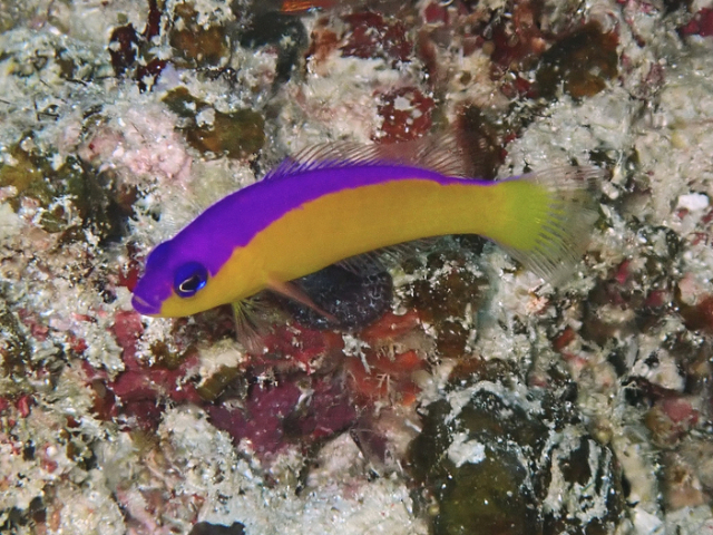 Diadem Dottyback Diadem Dottyback<br><span style='font-size:12px'><i>Dave & Rose</i>  Philippines  3rd May 2026</span>