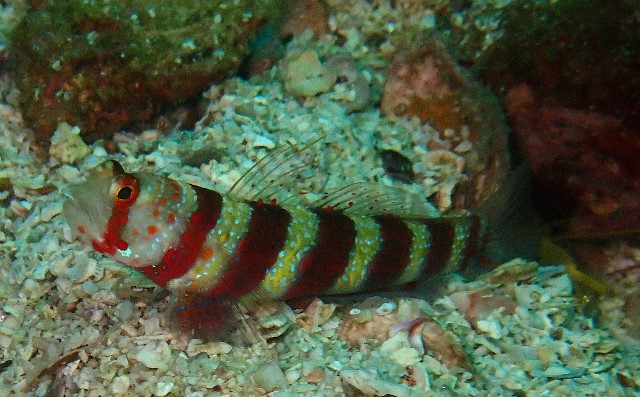 Click to View Diagonal Shrimpgoby<br><span style='font-size:12px'><i>Dave & Rose</i></span>