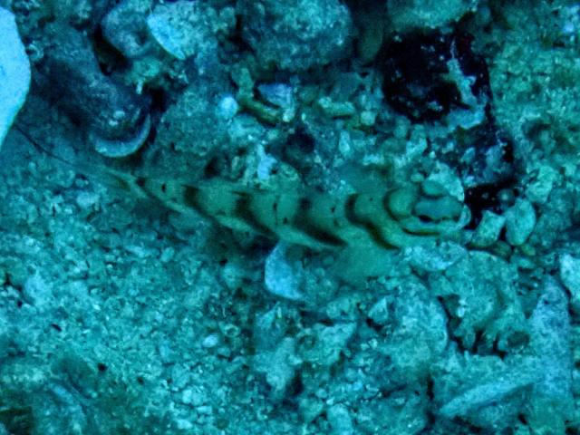 Click to View Diagonal Shrimpgoby<br><span style='font-size:12px'><i>Dave & Rose</i></span>
