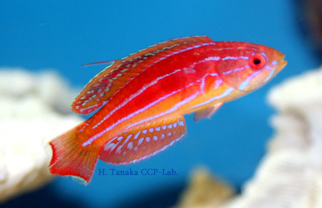 Click to View Diamond-tail Flasher Wrasse<br><span style='font-size:12px'><i>Dave & Rose</i></span>