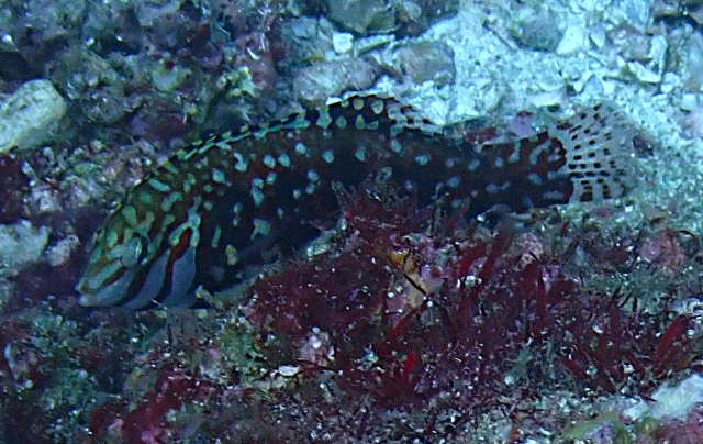 Click to View Bluespotted Wrasse<br><span style='font-size:12px'><i>Dave & Rose</i></span>