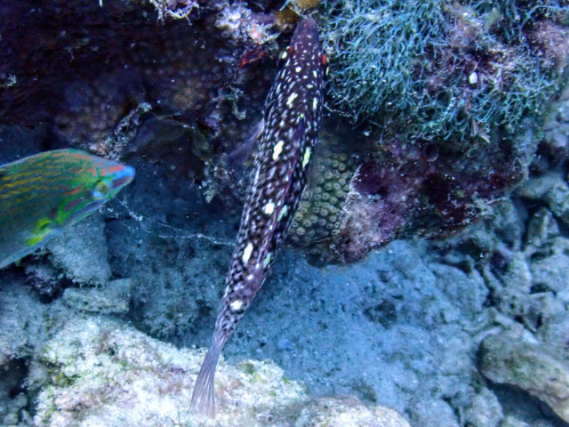 Click to View Diana's Hogfish - juvenile<br><span style='font-size:12px'><i>Dave & Rose</i></span>