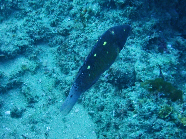 Click to View Diana's Hogfish<br><span style='font-size:12px'><i>Dave & Rose</i></span>