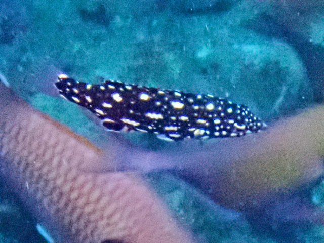 Click to View Diana's Hogfish - juvenile<br><span style='font-size:12px'><i>Dave & Rose</i></span>