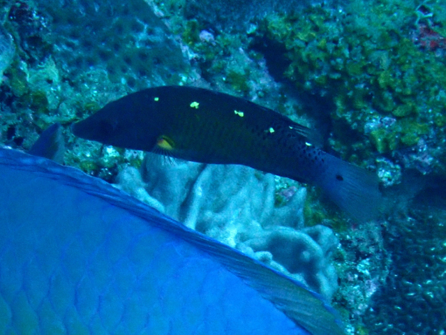 Click to View Diana's Hogfish<br><span style='font-size:12px'><i>Dave & Rose</i></span>