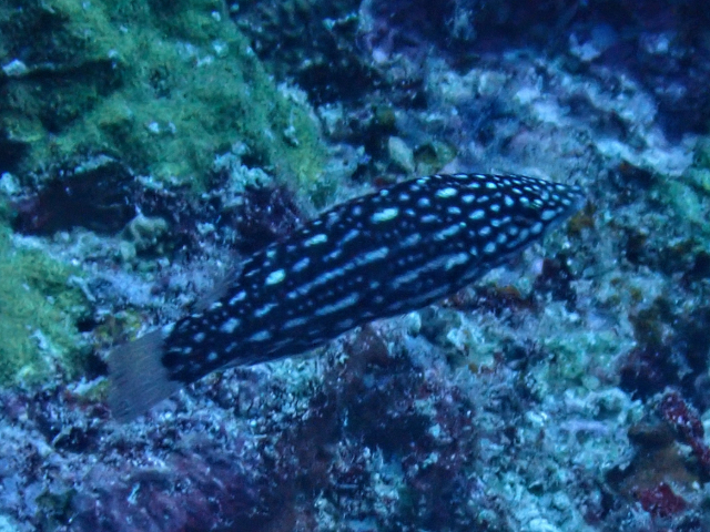 Diana's Hogfish - juvenile<br><span style='font-size:12px'><i>Dave & Rose</i></span>