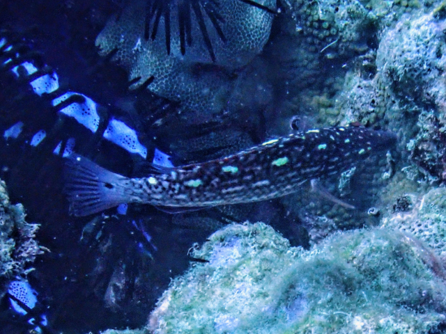 Click to View Diana's Hogfish - juvenile<br><span style='font-size:12px'><i>Dave & Rose</i></span>