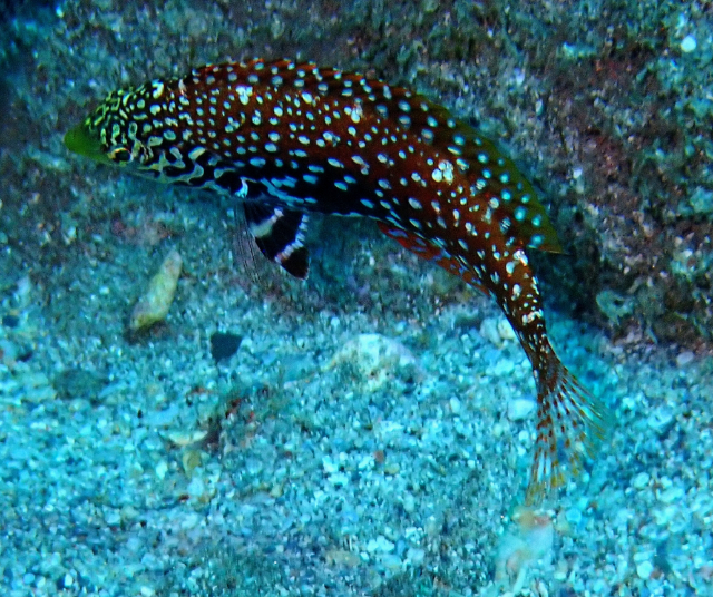 Click to View Diana's Hogfish Juv<br><span style='font-size:12px'><i>Dave & Rose</i></span>