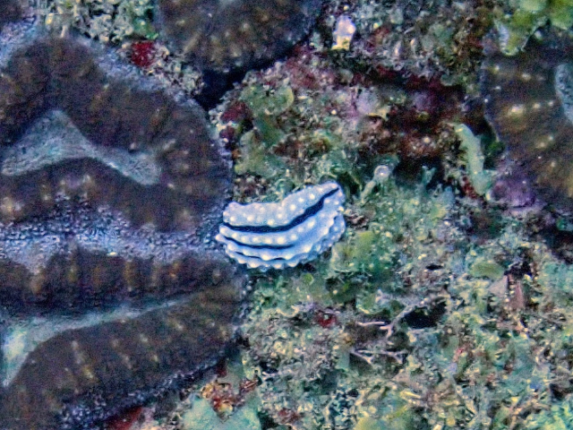 Click to View Domino Nudibranch<br><span style='font-size:12px'><i>Dave & Rose</i></span>