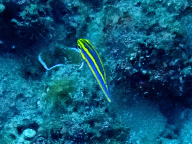 Double Whiptail Double Whiptail<br><span style='font-size:12px'><i>Dave & Rose</i>  Philippines  3rd May 2026</span>