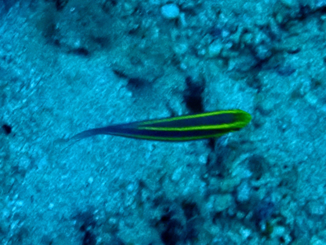 Click to View Double Whiptail<br><span style='font-size:12px'><i>Dave & Rose</i></span>